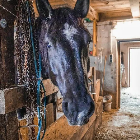 Lejlighed 1 Bedroom Cozy In Hinterburg